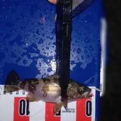 メバリング&アジング